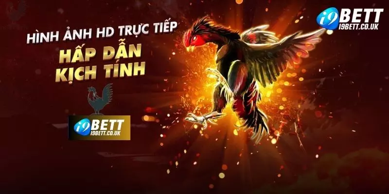 Giữ bình tĩnh khi tham gia đá gà i9bet